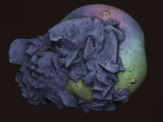 Illustration for article titled The Strange Stories Behind the Year's Best Scientific Images